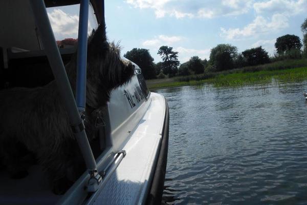 Boot auf der Müritz mit Hund