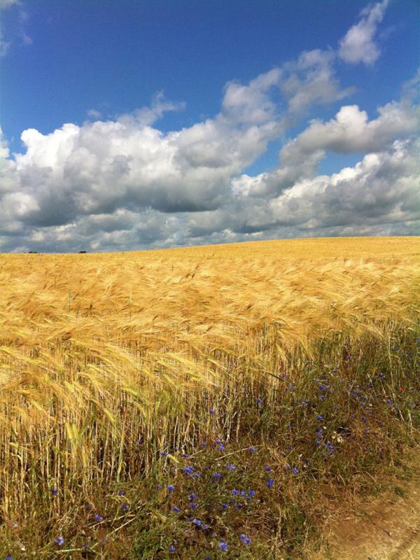 Weizenfeld bei Waren